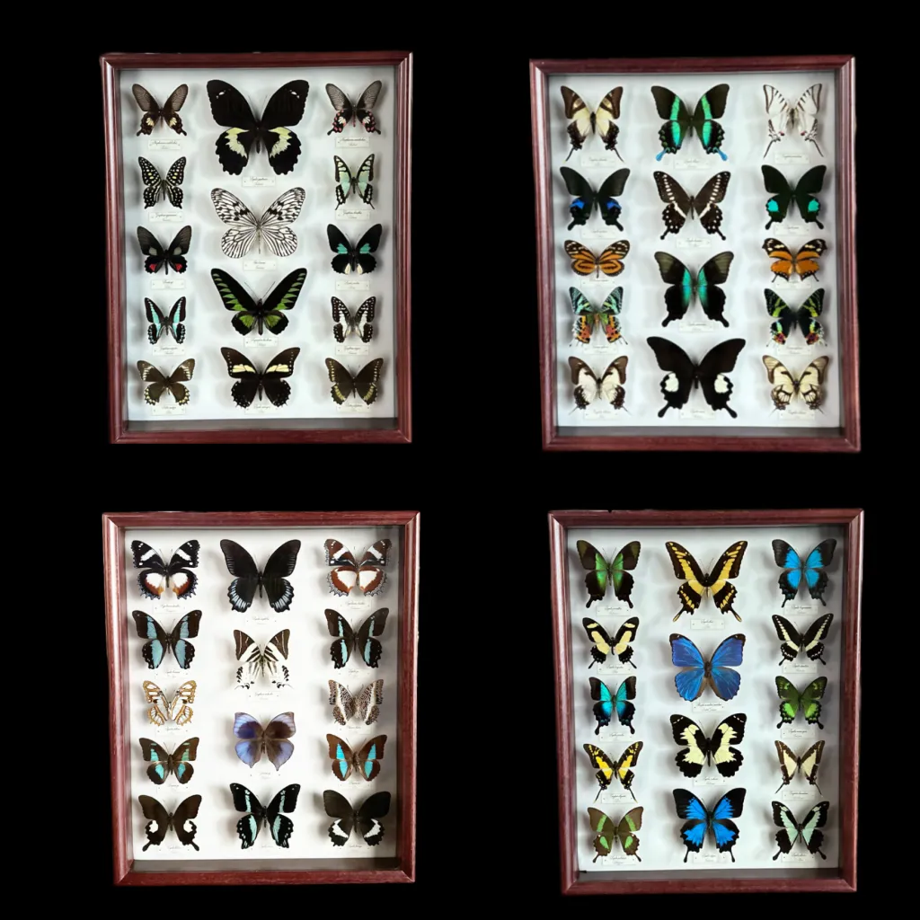 Collection of 56 perfectly preserved butterflies from 3 continents - preview photo 1123
