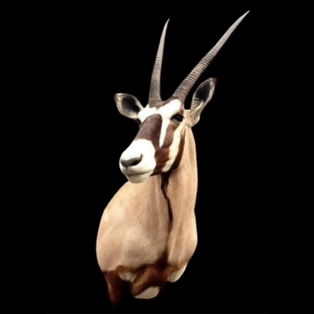 Oryx Trophy Mount – Striking Symbol of the Arid Plains - preview photo 1123