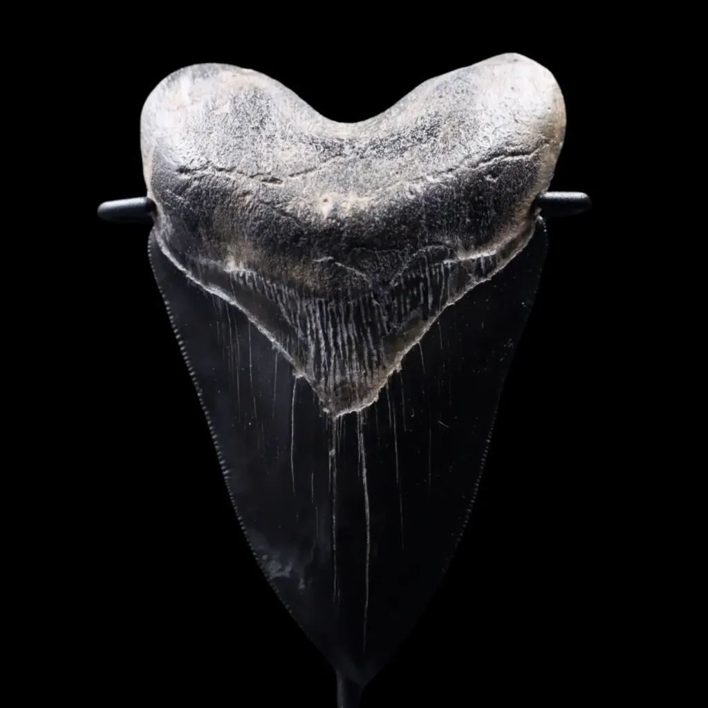 Megalodon Tooth, 189 gr, Polishing, h 11 cm, circa 13 mln years old - preview photo 1123
