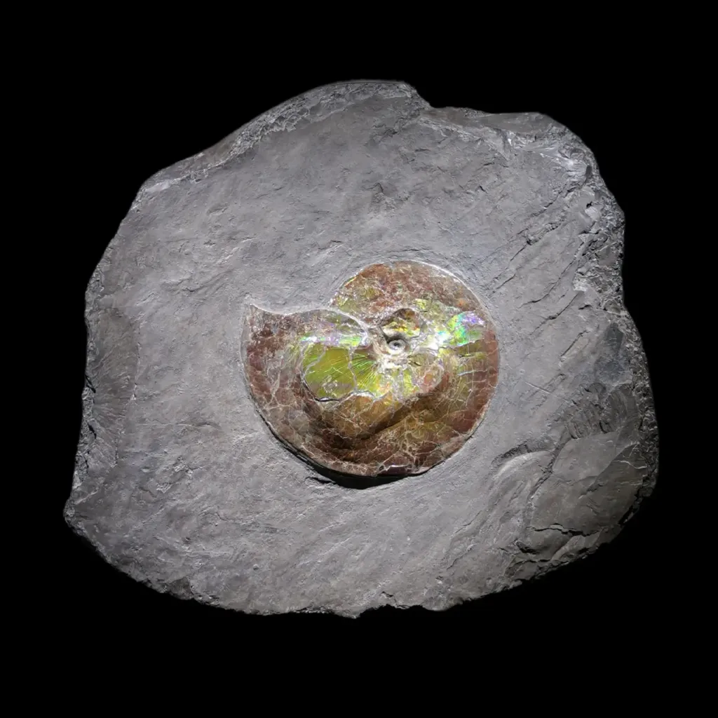 史前軟體動物化石（菊石 Placenticeras costatum），覆有罕見的有機寶石層，約 7,200 萬至 8,400 萬年前，北美洲 - 預覽圖片 1123