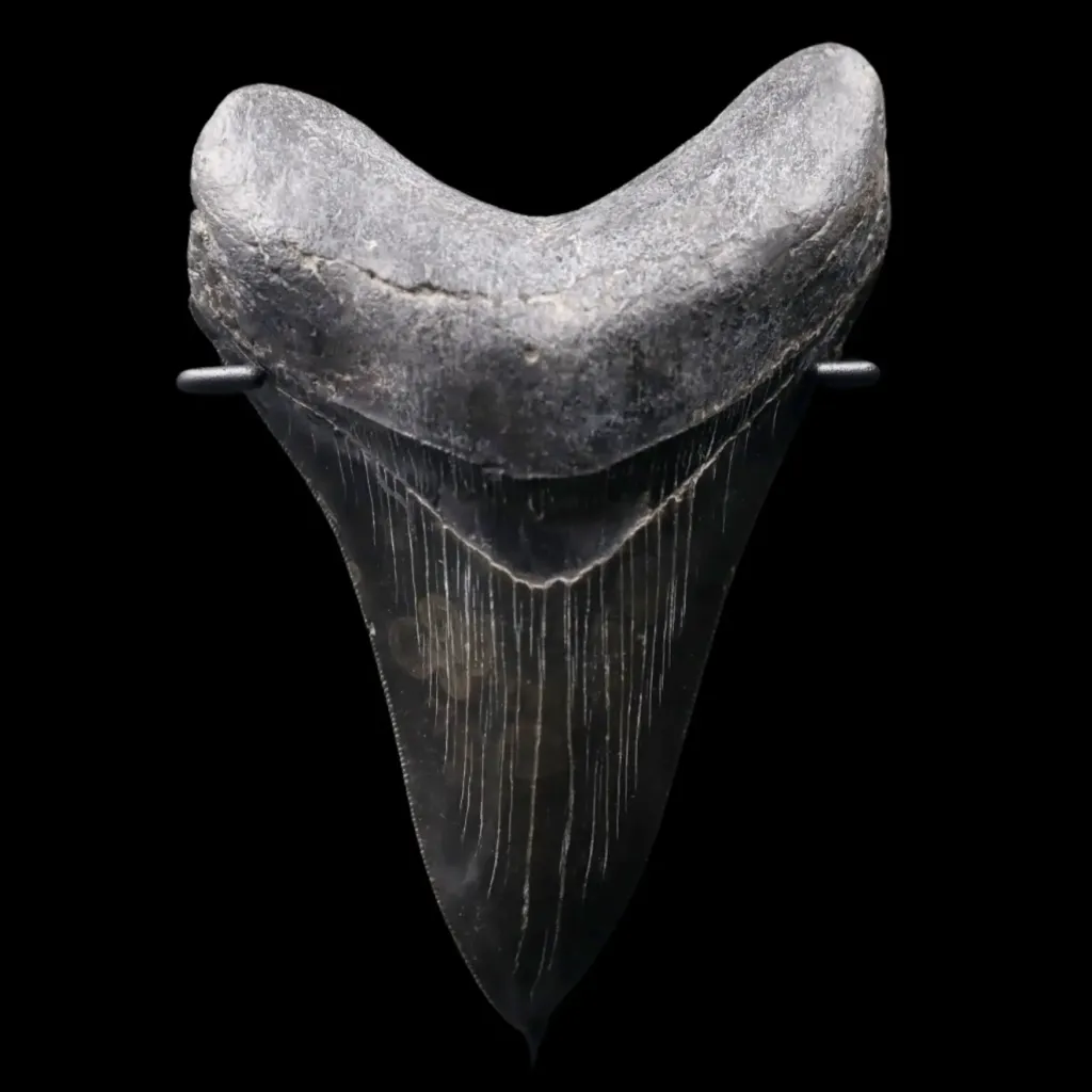 Megalodon Tooth, 217 gr, Polishing, h 12,5 cm, circa 13 mln years old - preview photo 1123