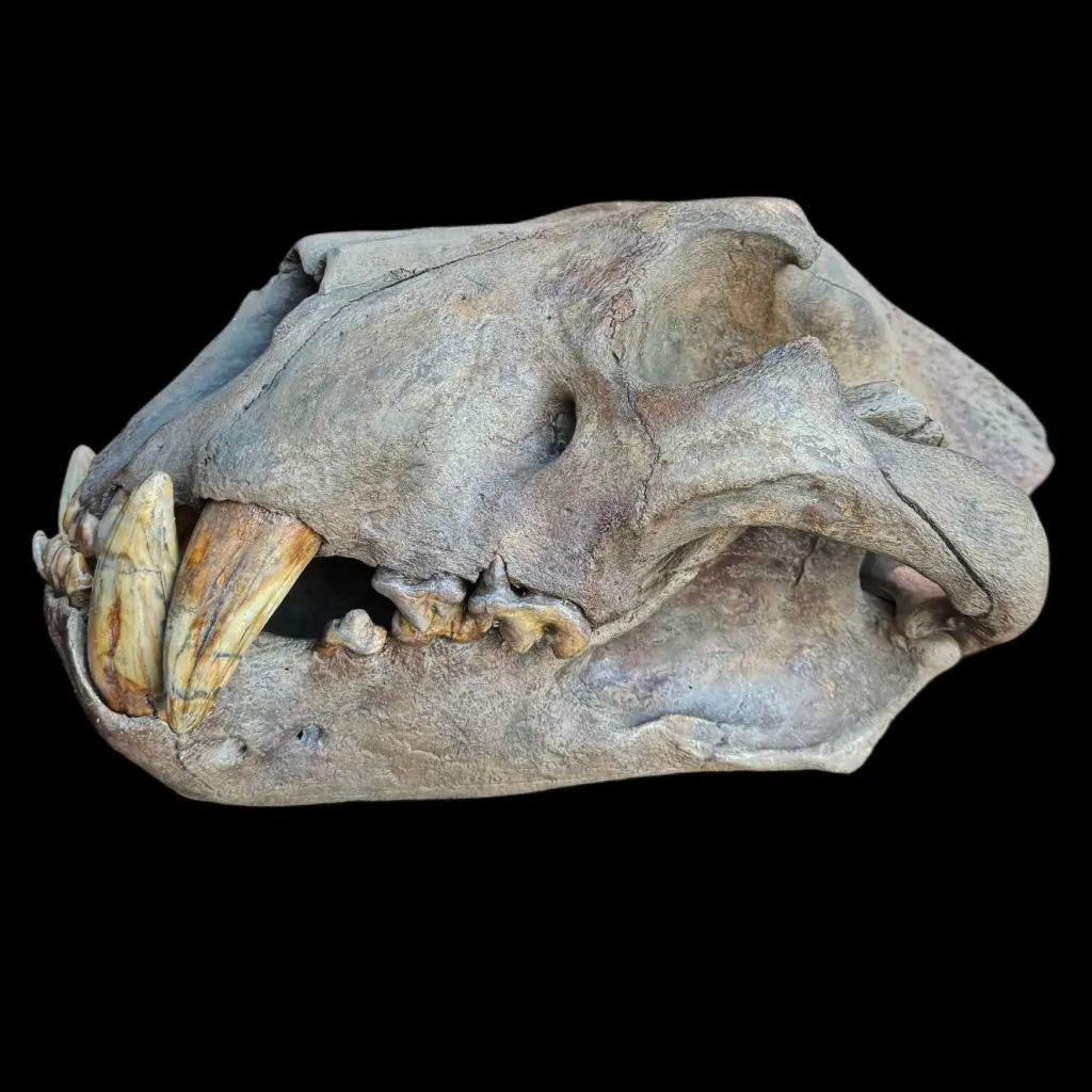 Monarch of the Ice Age – Authentic Skull of the Prehistoric Cave Lion - preview photo 3123