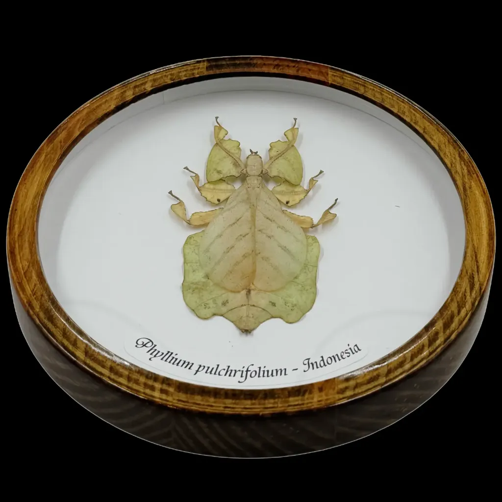 Phyllium pulchrifolium – Nature’s Living Leaf from Indonesia - preview photo 2123