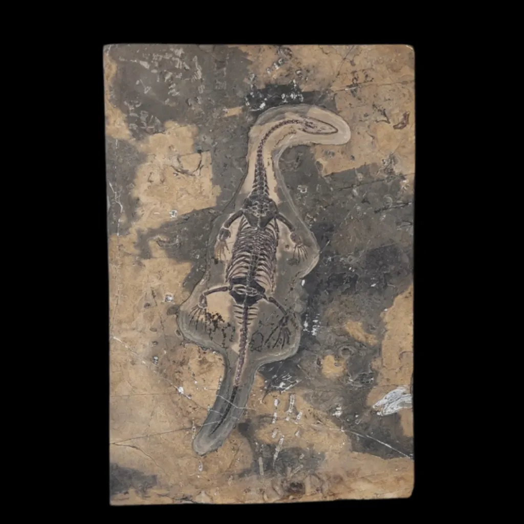 Keichousaurus Fossil in Limestone Matrix – A Triassic Marine Reptile from China - preview photo 2123