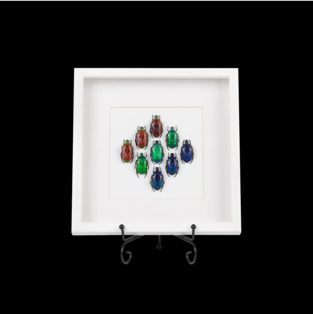 Framed Torynorrhina Beetles - preview photo 1123