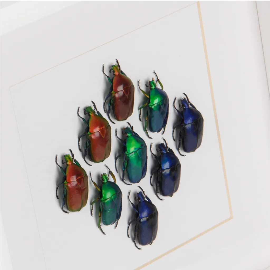 Framed Torynorrhina Beetles - preview photo 3123
