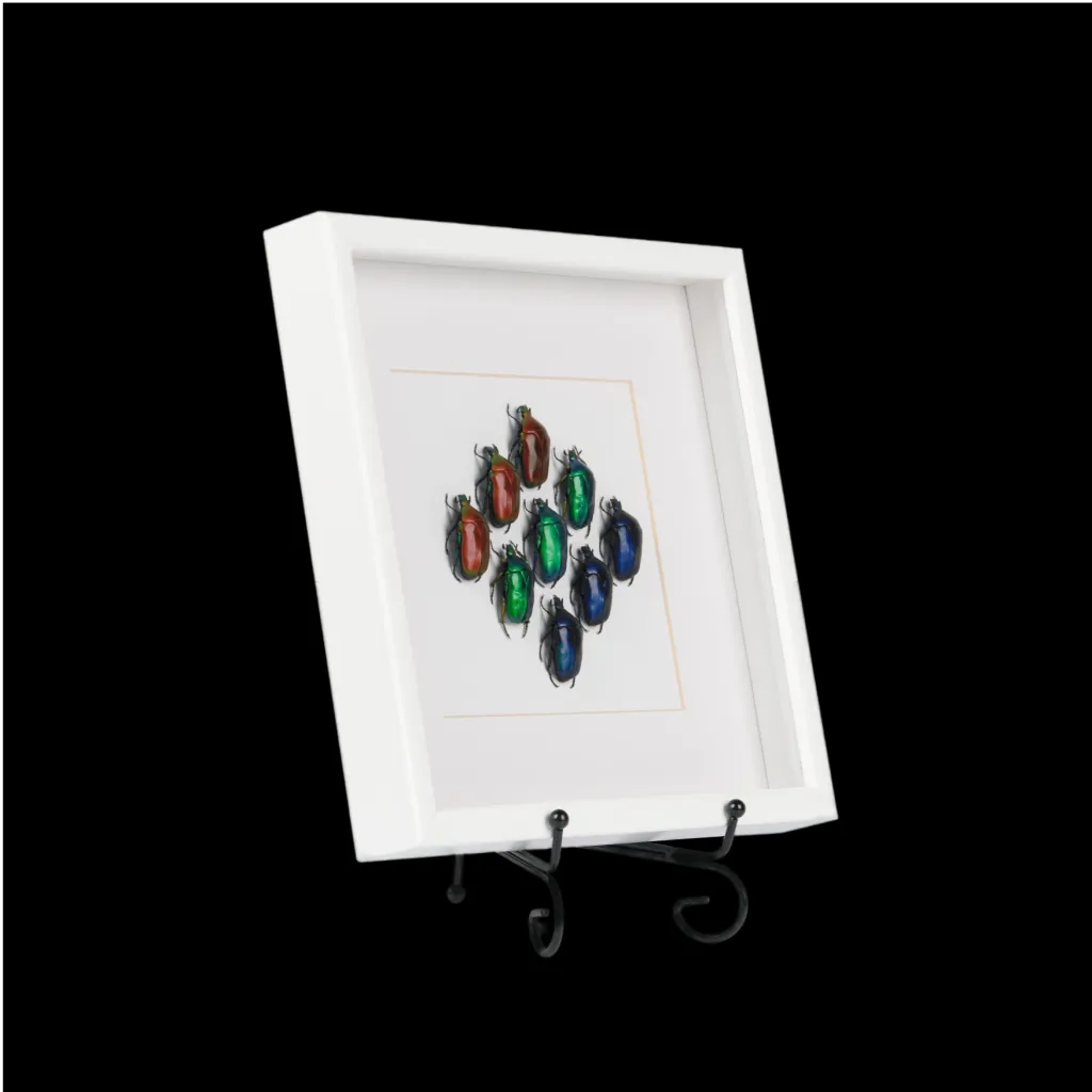 Framed Torynorrhina Beetles - preview photo 2123