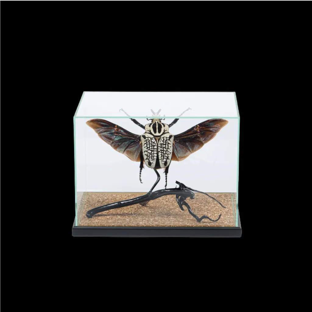 Goliath Beetle in a Glass Cube - preview photo 1123