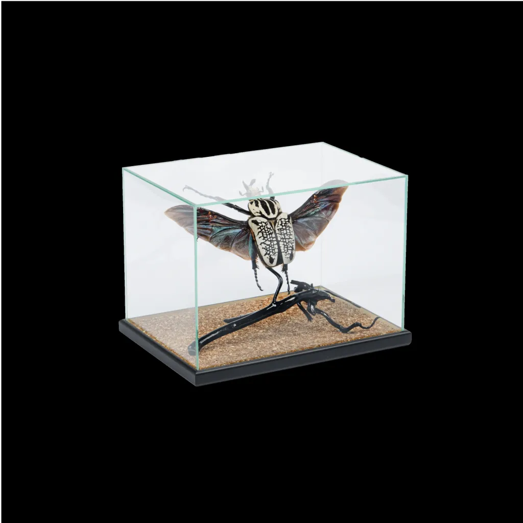 Goliath Beetle in a Glass Cube - preview photo 2123