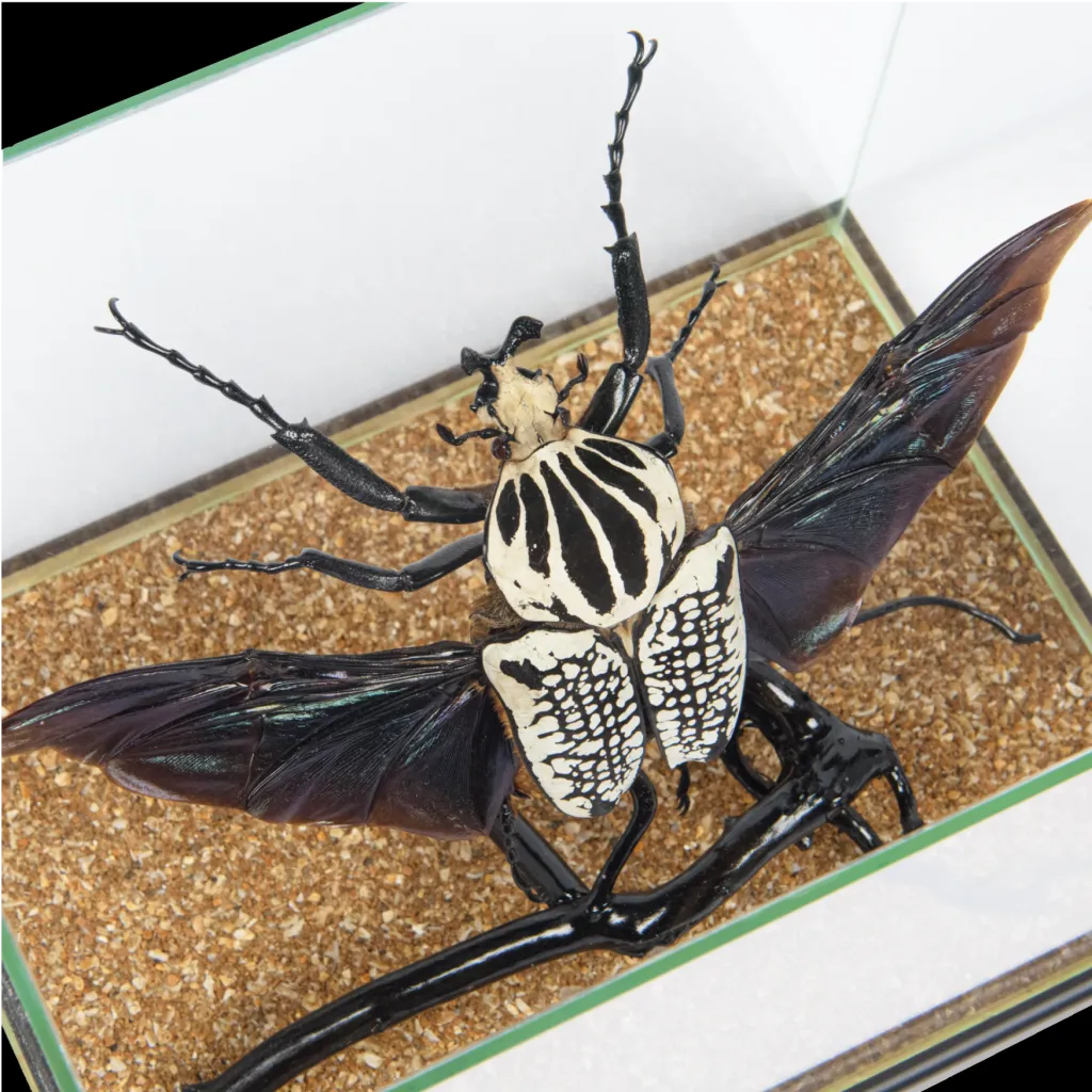 Goliath Beetle in a Glass Cube - preview photo 3123
