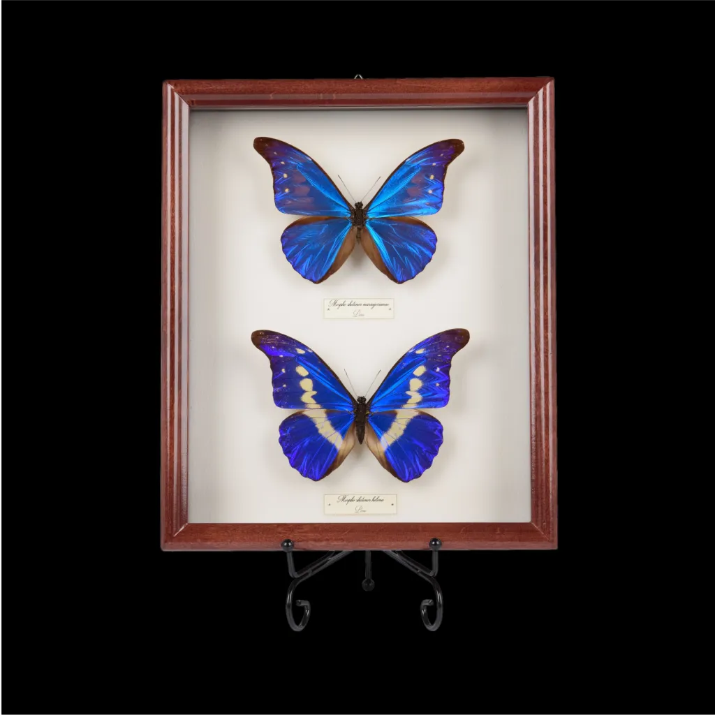 Morpho rhetenor mariajosianae and Morpho rhetenor helena Butterfly Frame - preview photo 1123