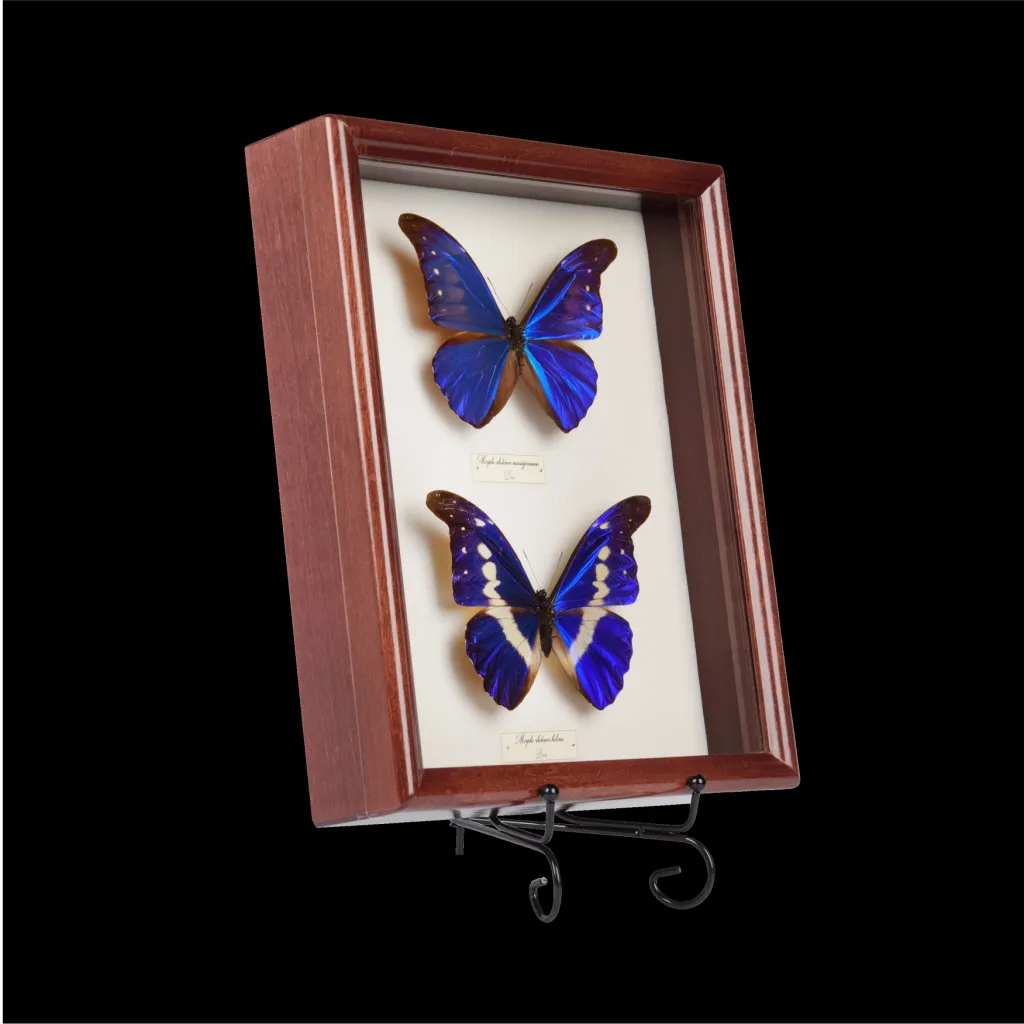 Morpho rhetenor mariajosianae and Morpho rhetenor helena Butterfly Frame - preview photo 2123
