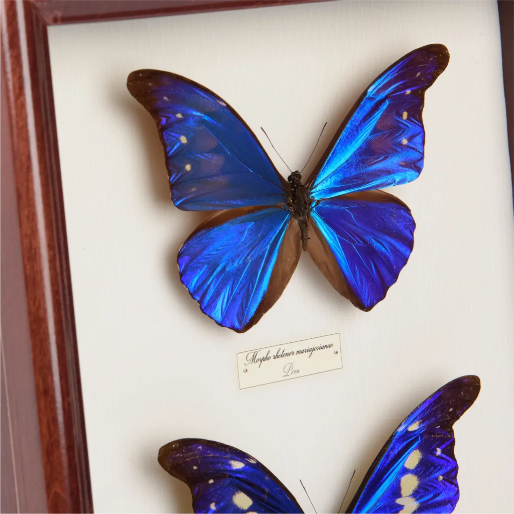 Morpho rhetenor mariajosianae and Morpho rhetenor helena Butterfly Frame - preview photo 3123
