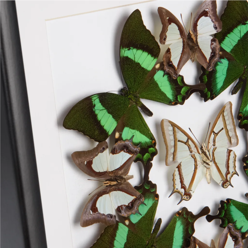 Tropical Butterfly Symphony - preview photo 3123