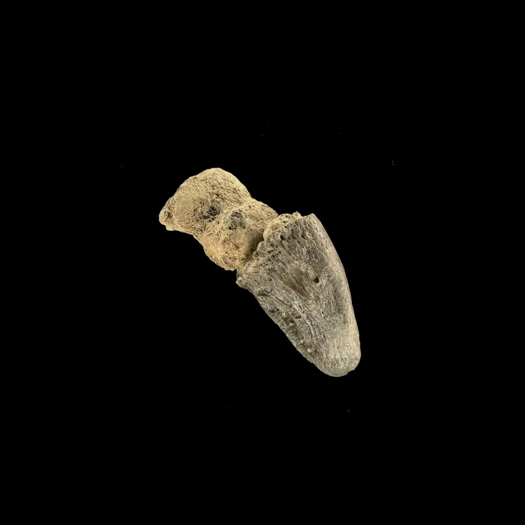 فalanx من جنس Bothriospondylus - صورة معاينة 3123