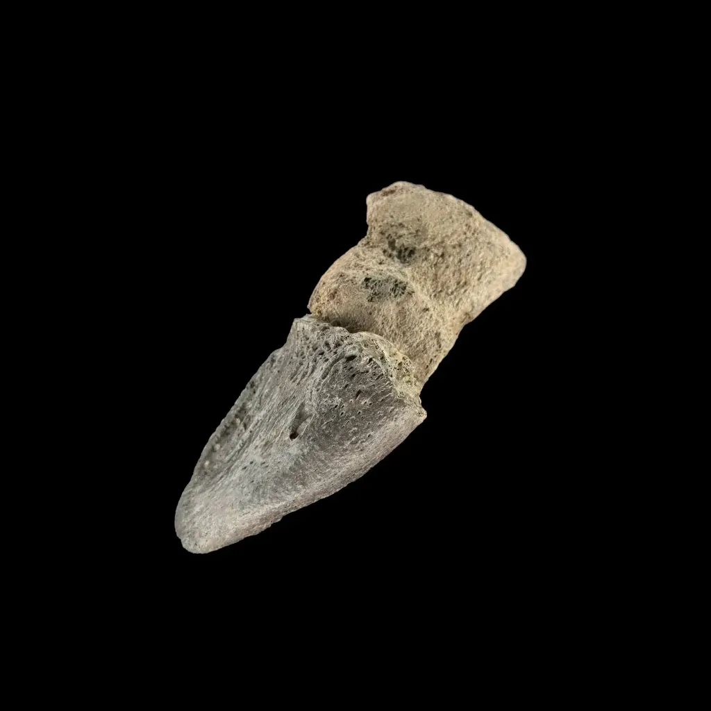 فalanx من جنس Bothriospondylus - صورة معاينة 2123