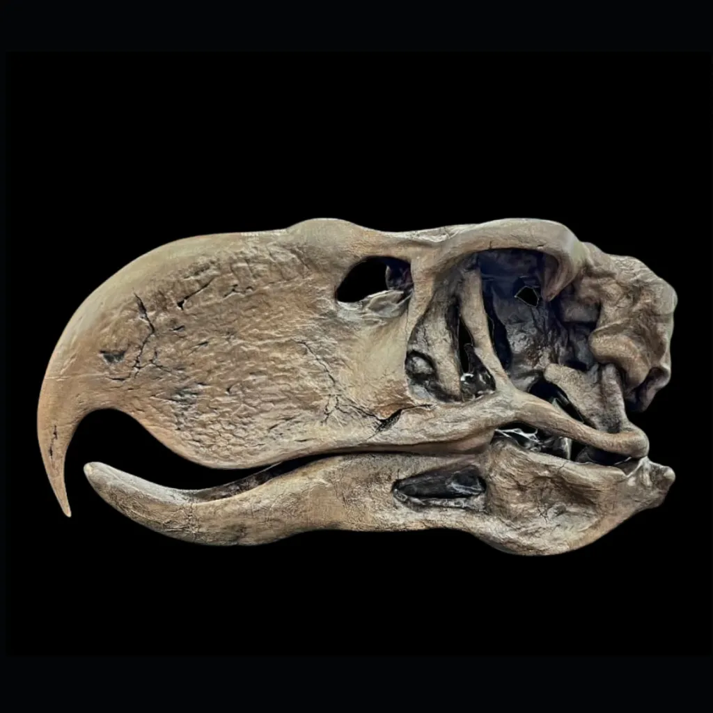 Cast of Kelenken Skull, 3D Printed