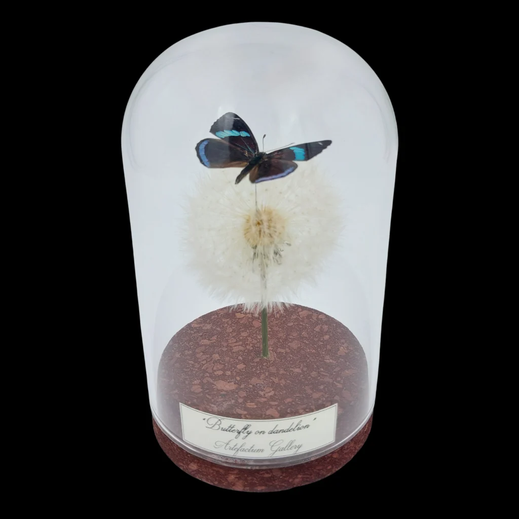 Diaethria sp. on dandelion in Glass cloche, Peru