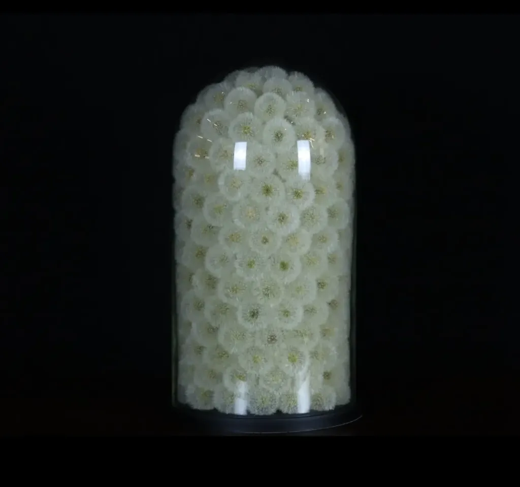 Exceptionally Rare Preserved Dandelion in Glass Cloche – A Masterpiece of Eternal Beauty - preview photo 2123
