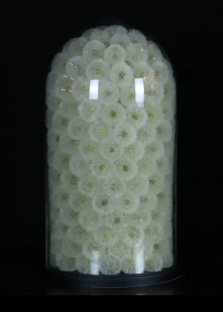 Exceptionally Rare Preserved Dandelion in Glass Cloche – A Masterpiece of Eternal Beauty - preview photo 1123