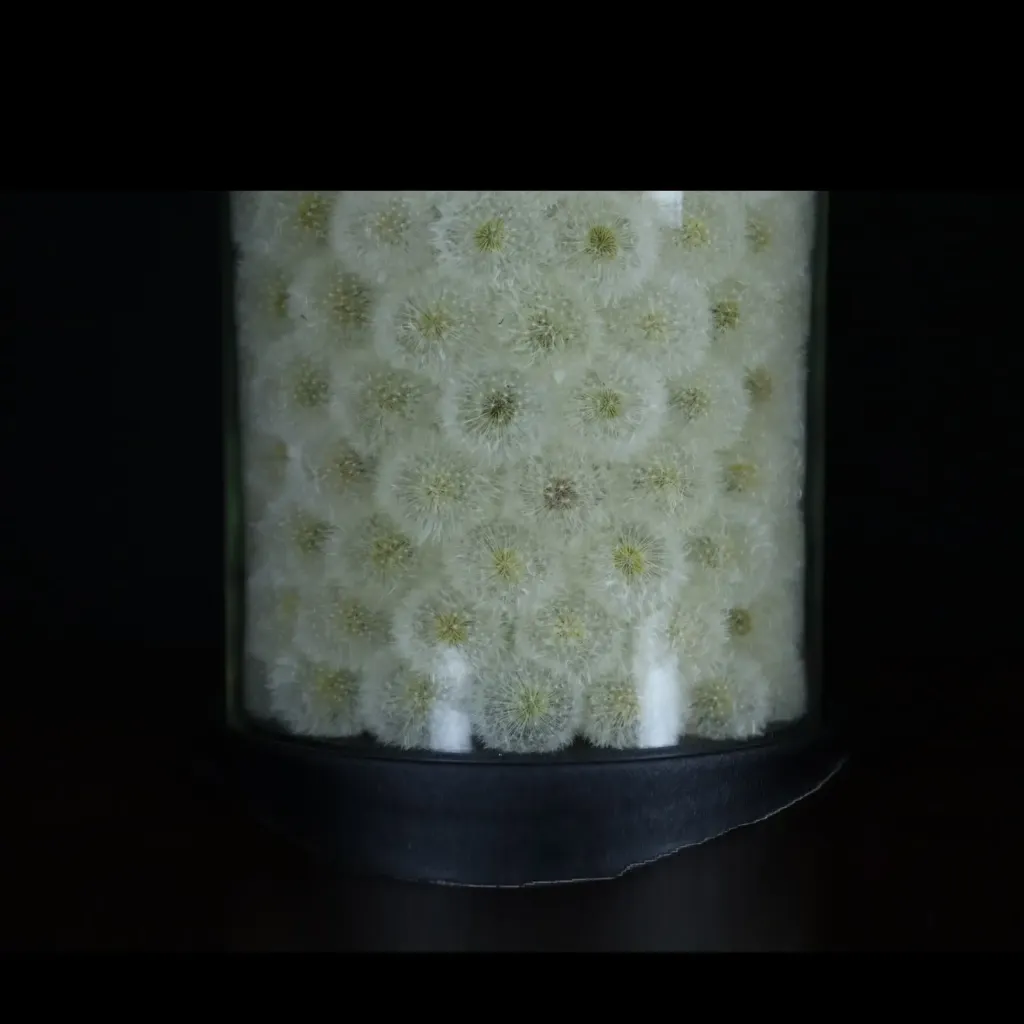 Exceptionally Rare Preserved Dandelion in Glass Cloche – A Masterpiece of Eternal Beauty - preview photo 4123