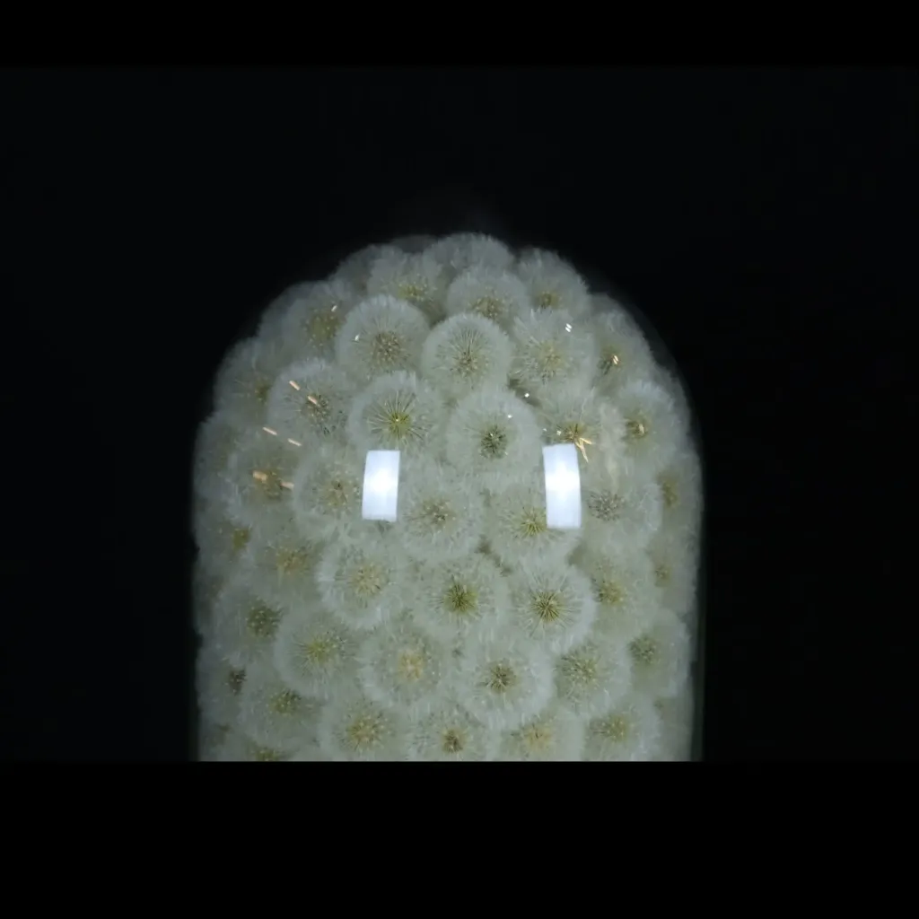 Exceptionally Rare Preserved Dandelion in Glass Cloche – A Masterpiece of Eternal Beauty - preview photo 3123