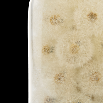 Dandelions in glass cloche - preview photo 2123