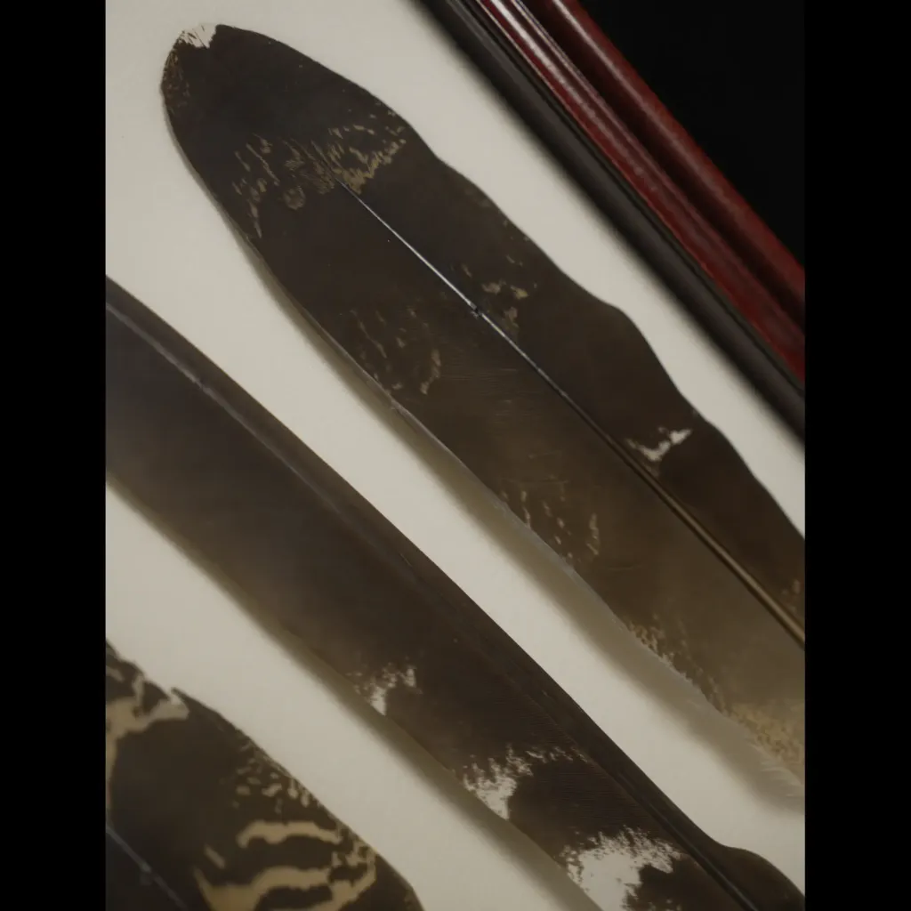 Rare Feathers of the South African Bustard in Elegant Frame - preview photo 2123