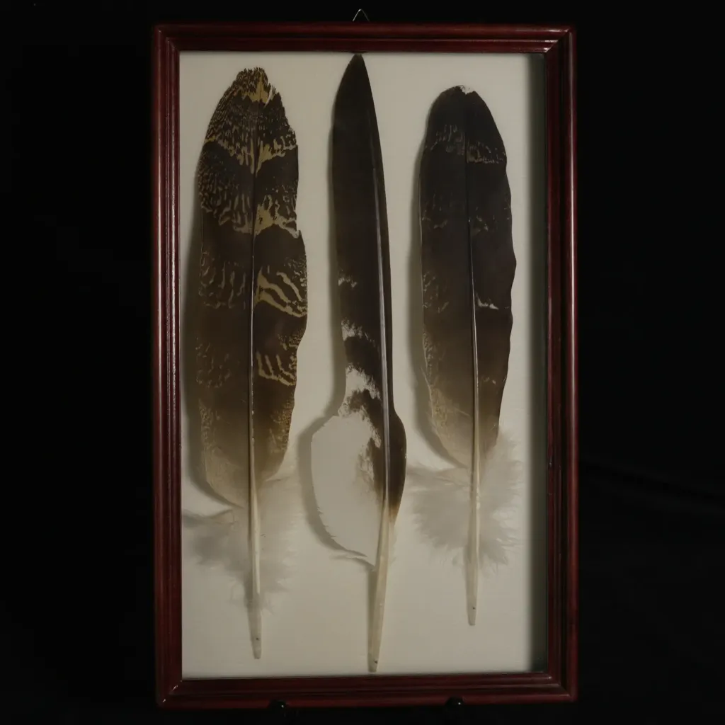 Rare Feathers of the South African Bustard in Elegant Frame - preview photo 1123