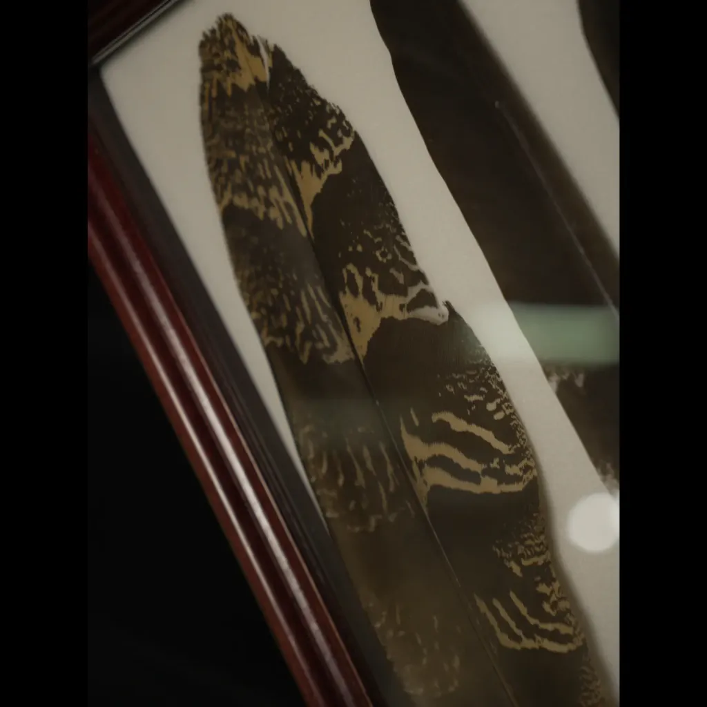 Rare Feathers of the South African Bustard in Elegant Frame - preview photo 3123