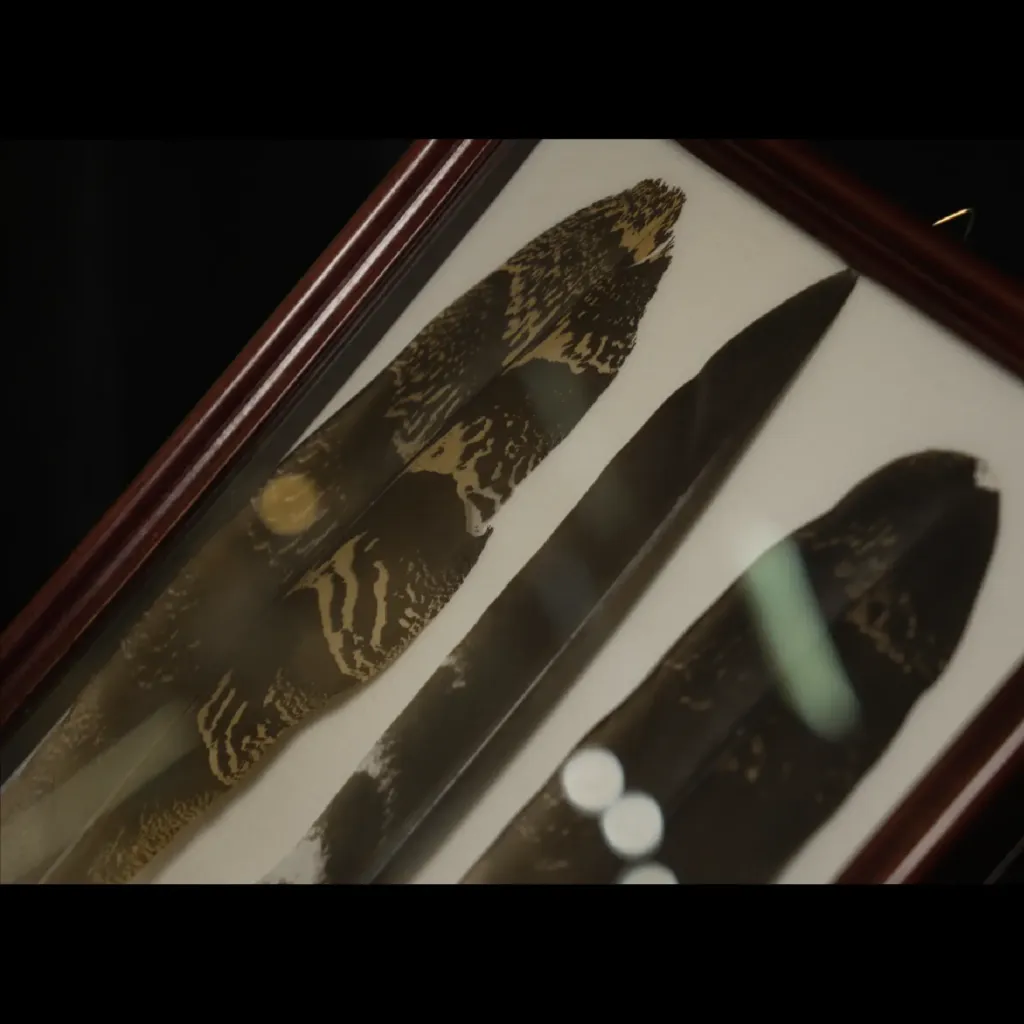 Rare Feathers of the South African Bustard in Elegant Frame - preview photo 4123