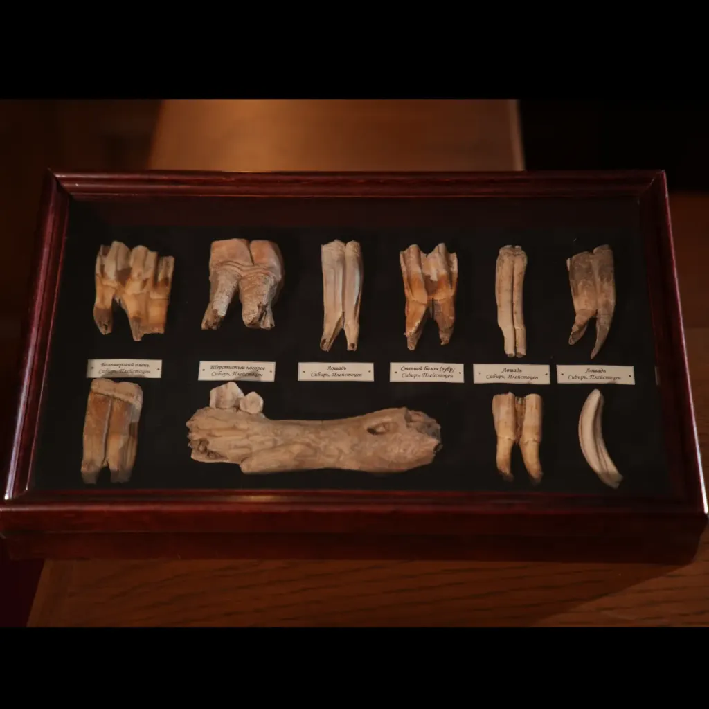 更新世哺乳動物牙齒藏品——西伯利亞冰河時代巨獸的化石遺骸 - 預覽圖片 2123