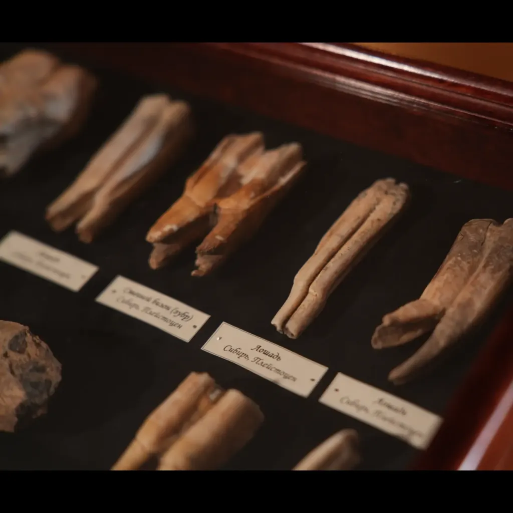 更新世哺乳動物牙齒藏品——西伯利亞冰河時代巨獸的化石遺骸 - 預覽圖片 4123