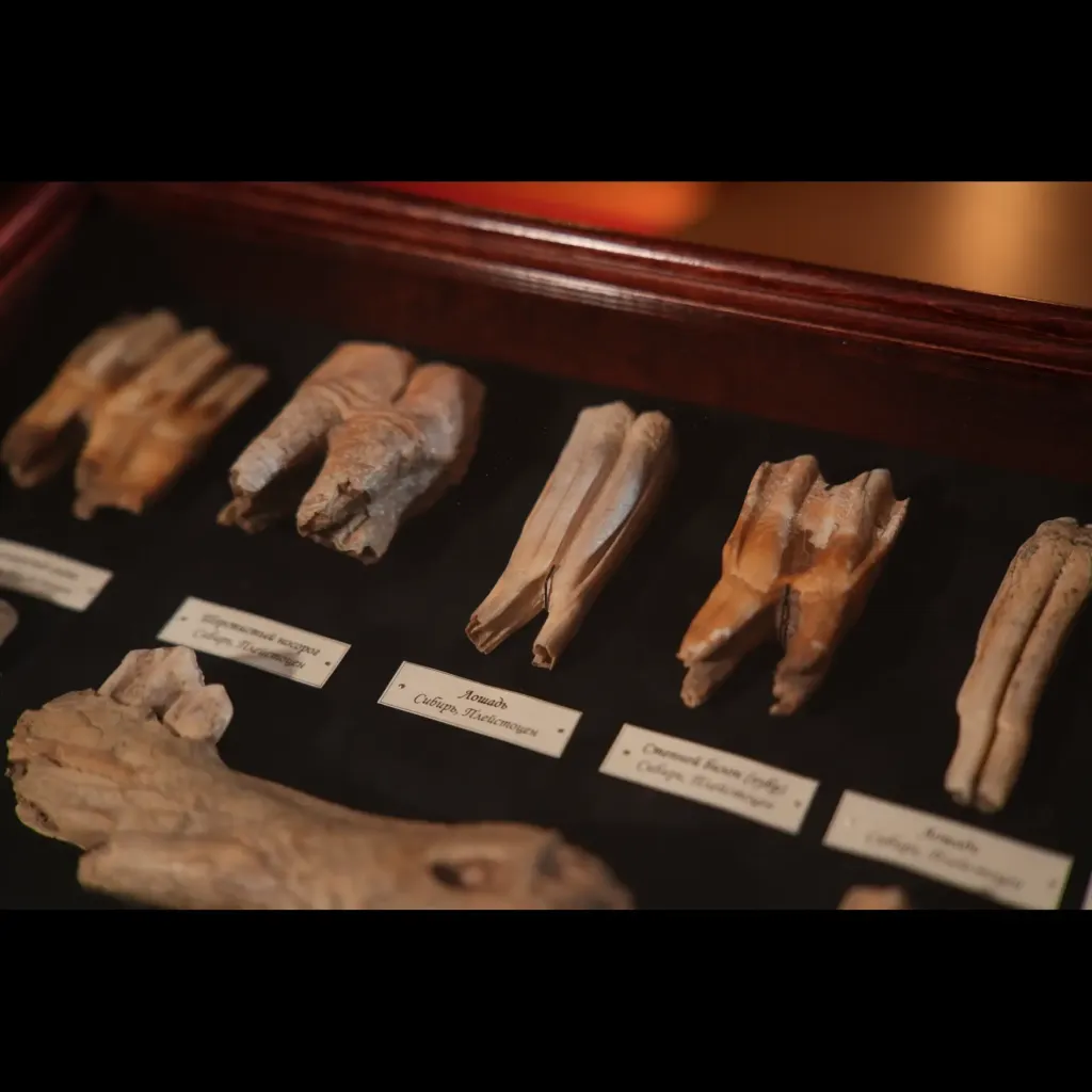 更新世哺乳動物牙齒藏品——西伯利亞冰河時代巨獸的化石遺骸 - 預覽圖片 5123