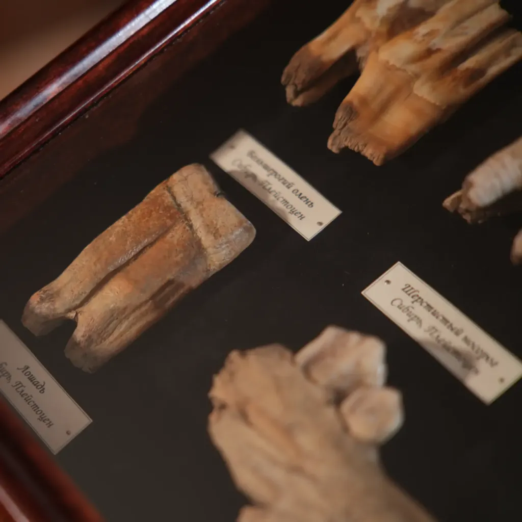 更新世哺乳動物牙齒藏品——西伯利亞冰河時代巨獸的化石遺骸 - 預覽圖片 6123