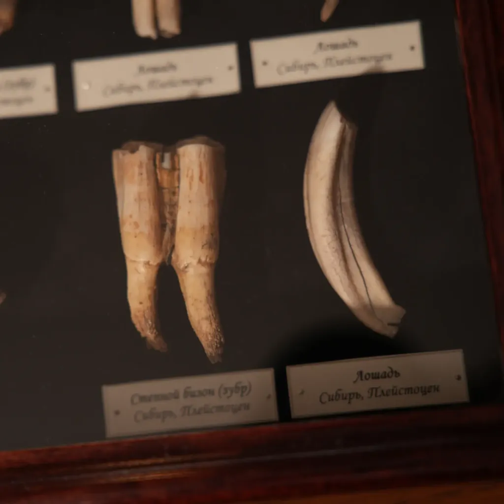 更新世哺乳動物牙齒藏品——西伯利亞冰河時代巨獸的化石遺骸 - 預覽圖片 8123