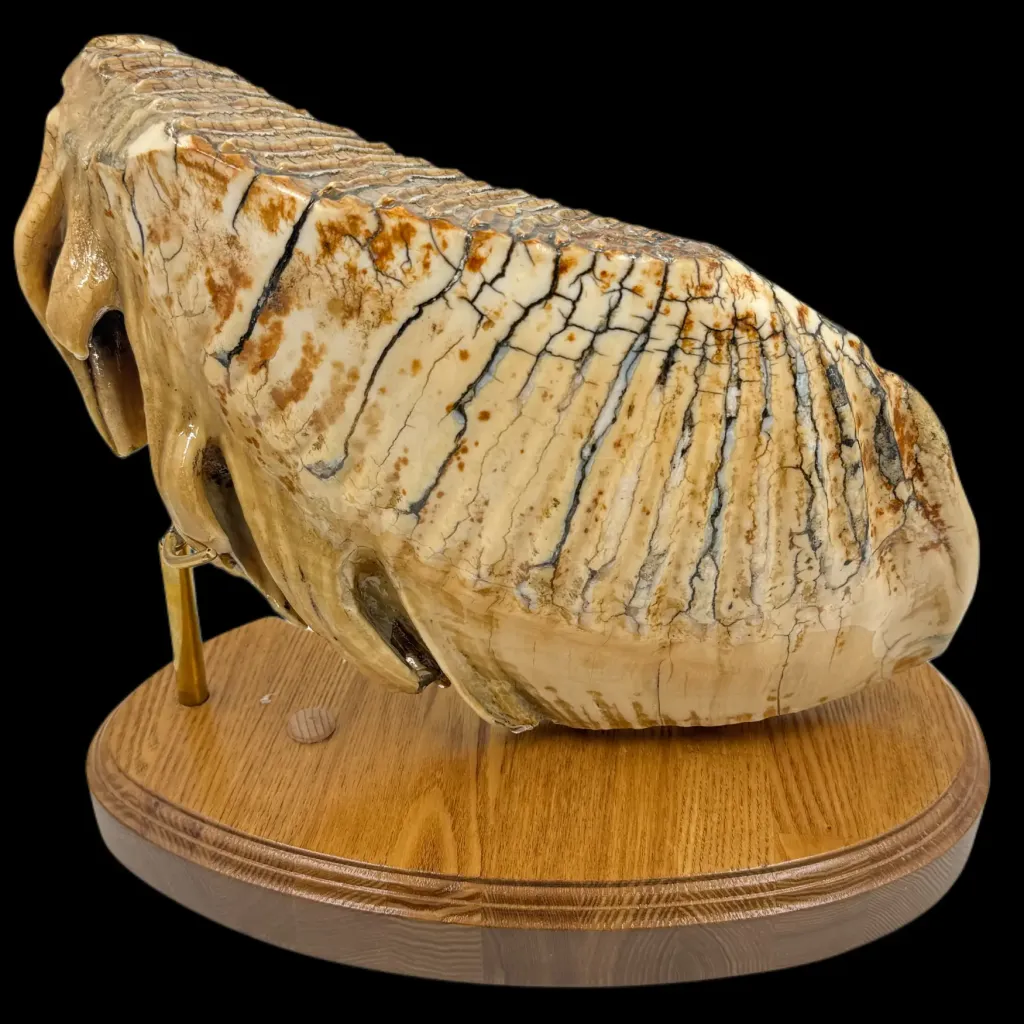 Majestic Mammoth Molar – A Glimpse into the Prehistoric Past - preview photo 2123