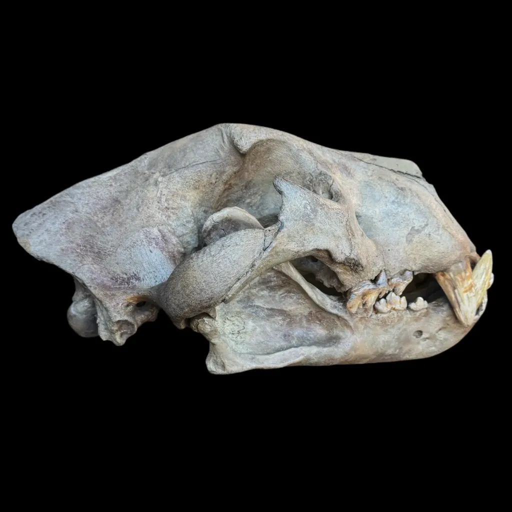 Monarch of the Ice Age – Authentic Skull of the Prehistoric Cave Lion - preview photo 4123