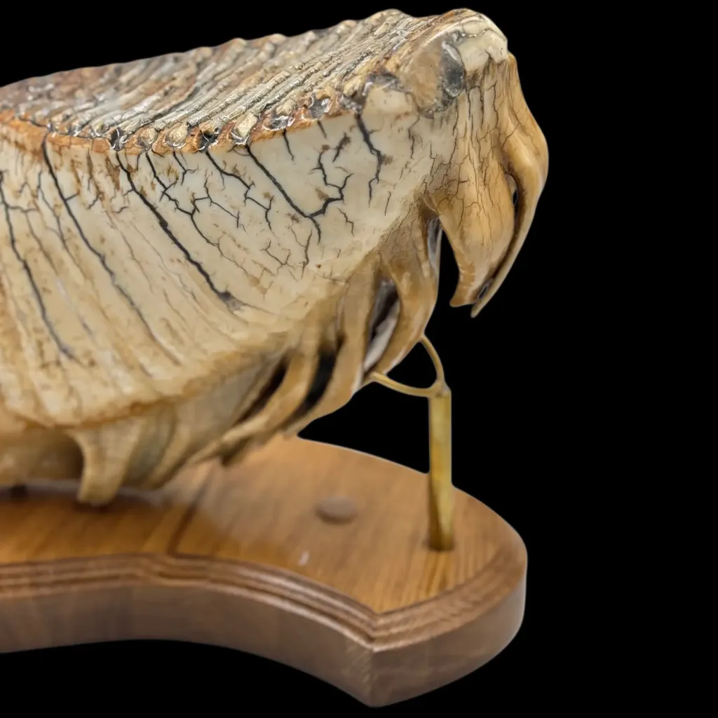Majestic Mammoth Molar – A Glimpse into the Prehistoric Past - preview photo 3123