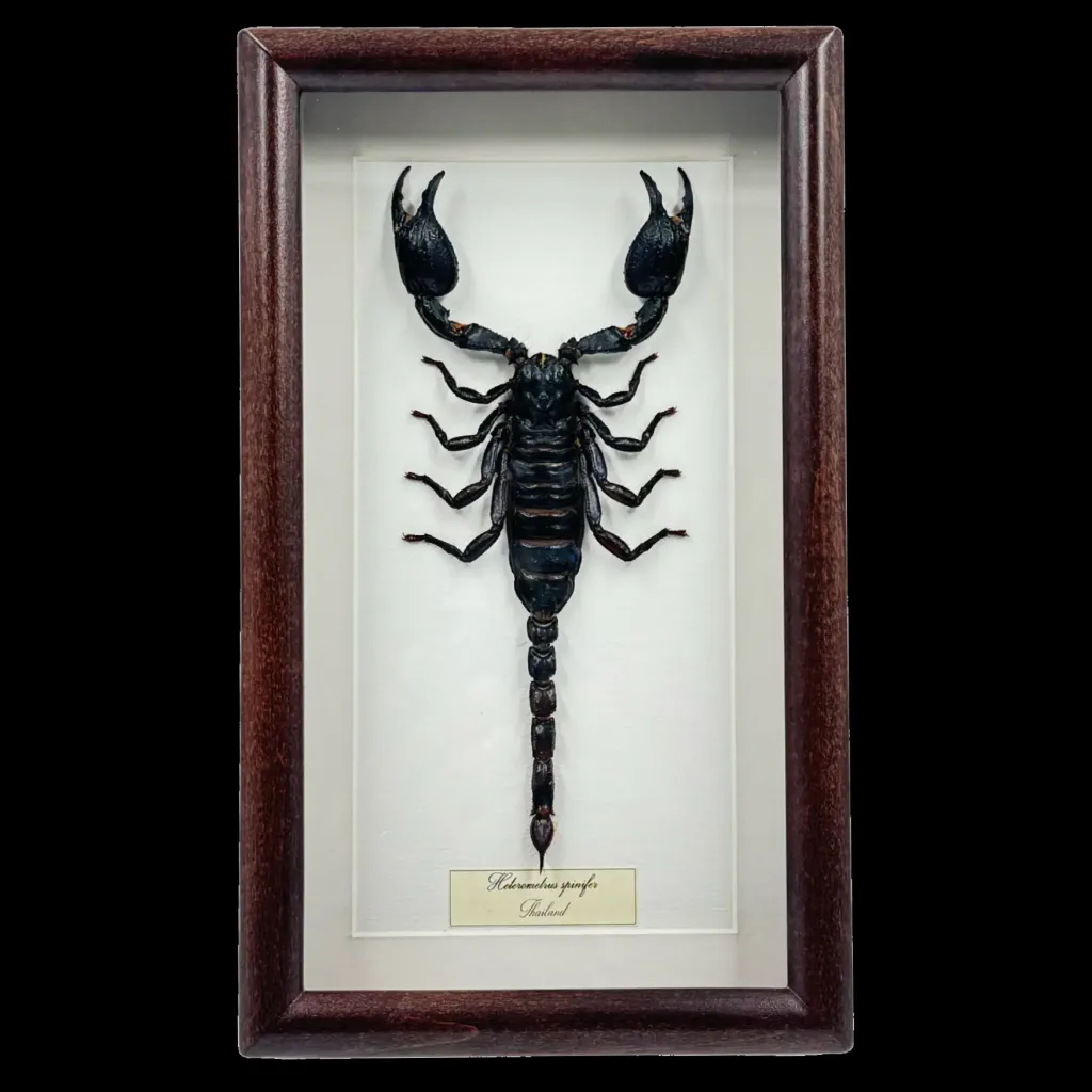 Heterometrus spinifer——泰國裝飾框中的雄偉巨型森林蠍 - 預覽圖片 1123