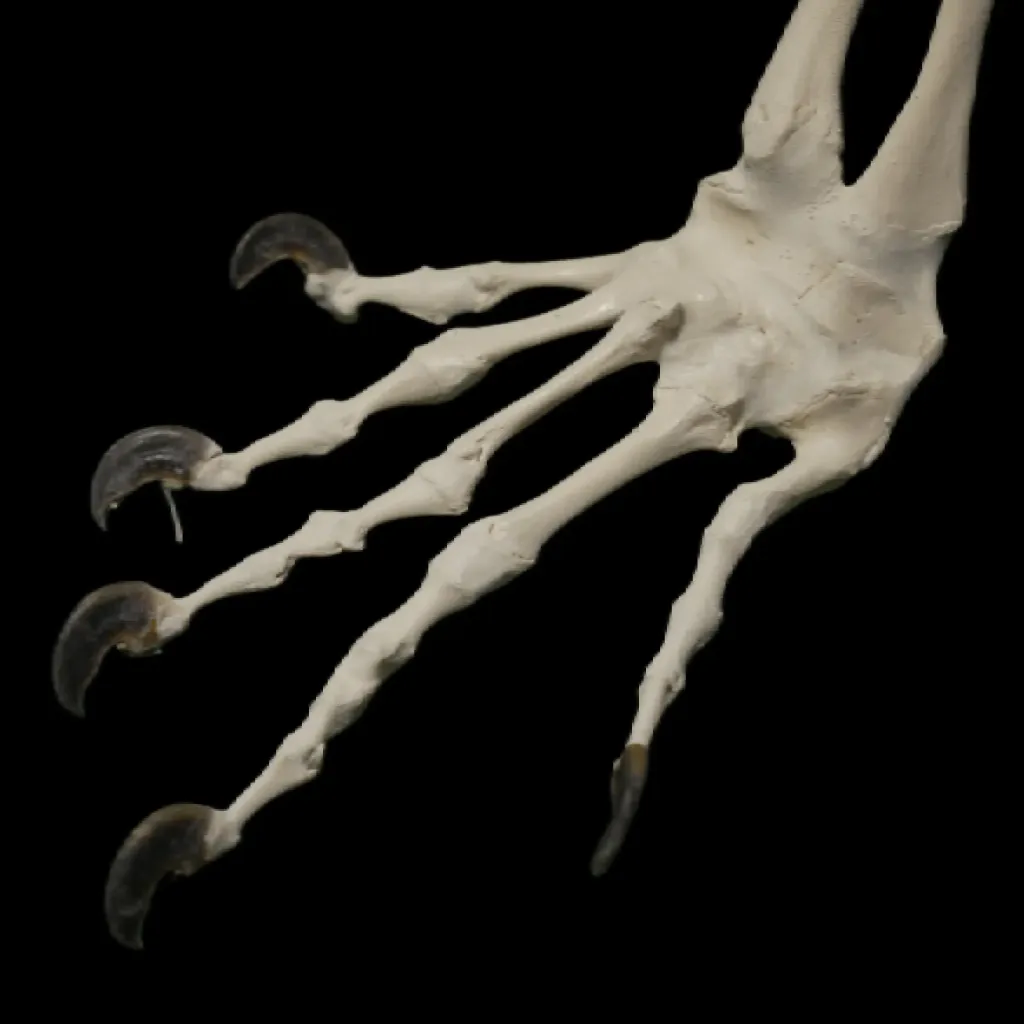 Complete Rock Monitor Skeleton - A Rare and Remarkable Specimen from Southern Africa - preview photo 6123