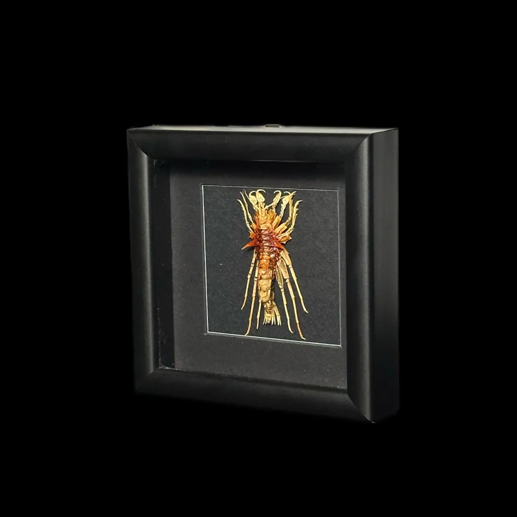Baikal Amphipod - Acanthogammarus lappaceus in a Wooden Frame - preview photo 2123