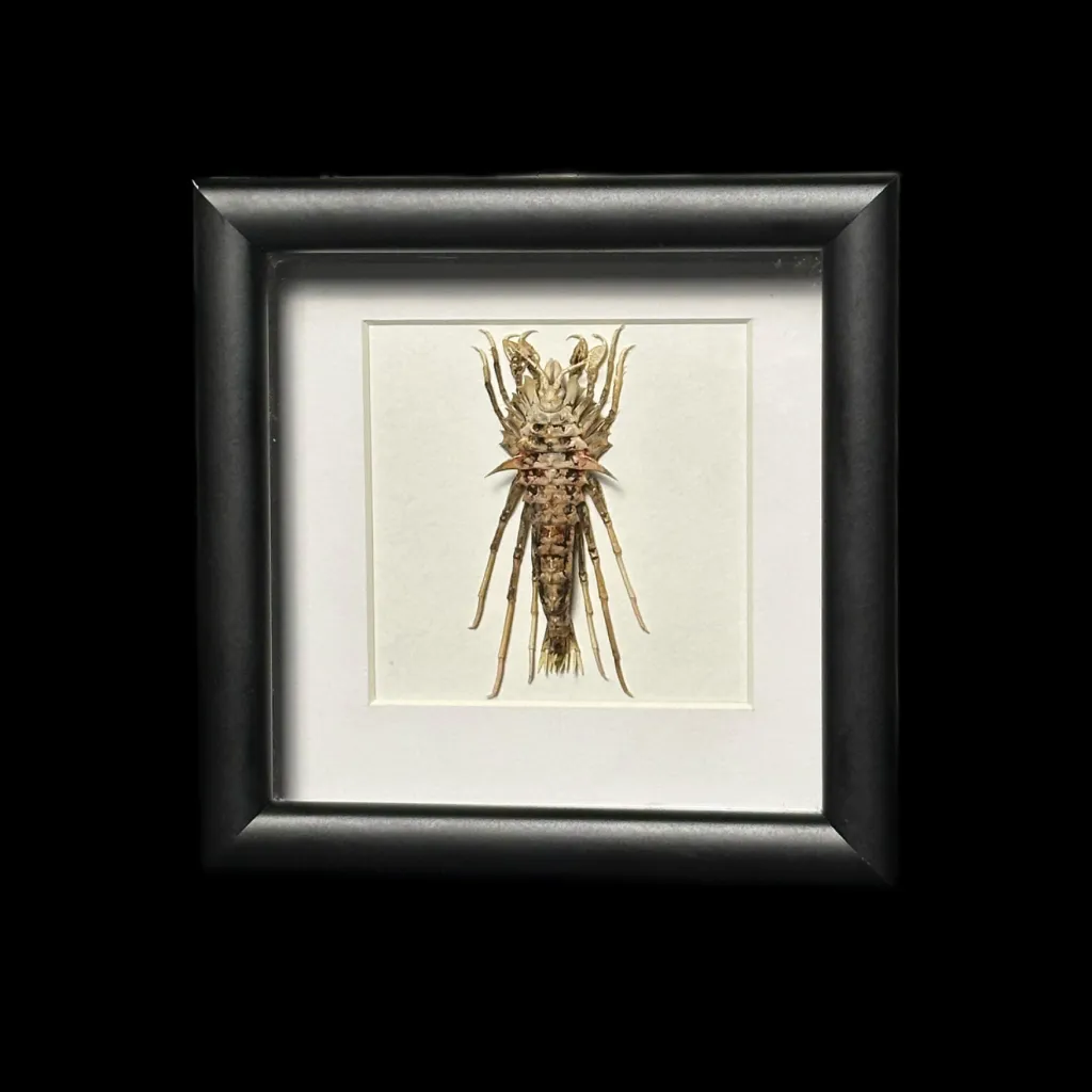 Baikal Amphipod - Acanthogammarus lappaceus in a Wooden Frame 2 - preview photo 1123