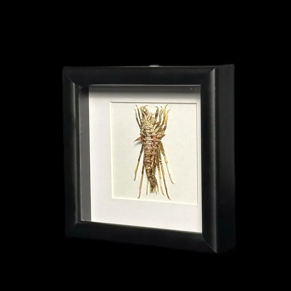 Baikal Amphipod - Acanthogammarus lappaceus in a Wooden Frame 2 - preview photo 2123