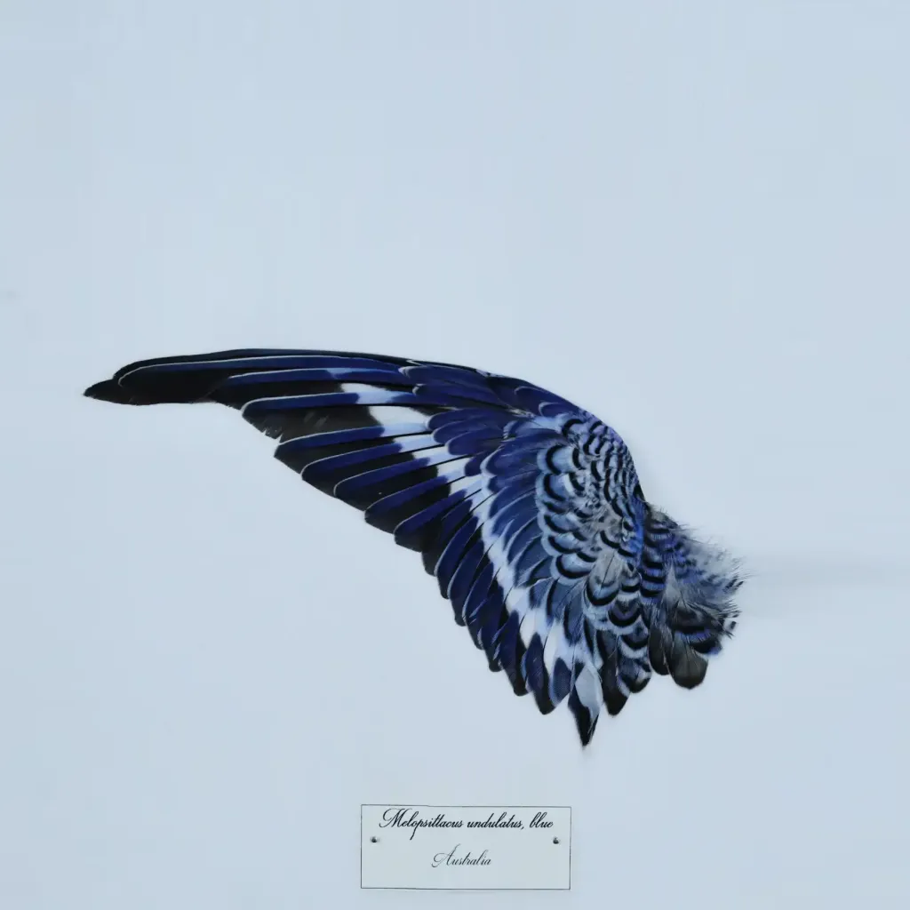ريش نادر من طائر Mellopsittacus undulatus معروض في إطار مذهل – سيمفونية من الأزرق والفيروزي والأخضر - صورة معاينة 1123