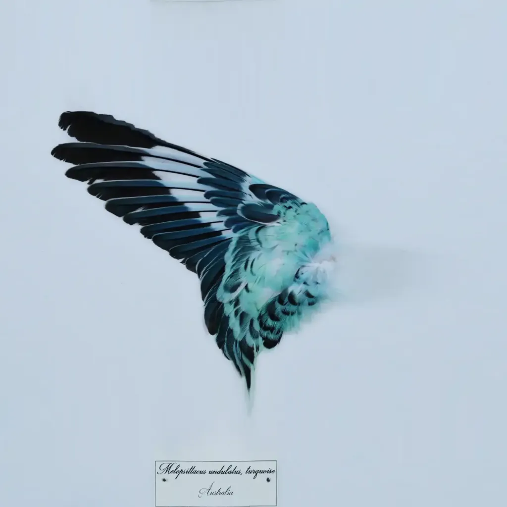 ريش نادر من طائر Mellopsittacus undulatus معروض في إطار مذهل – سيمفونية من الأزرق والفيروزي والأخضر - صورة معاينة 2123