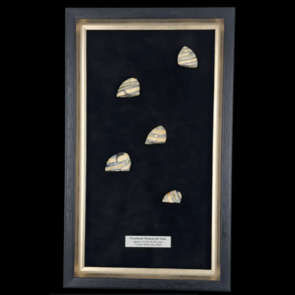 Fossilised Mammoth Tusk - preview photo 1123