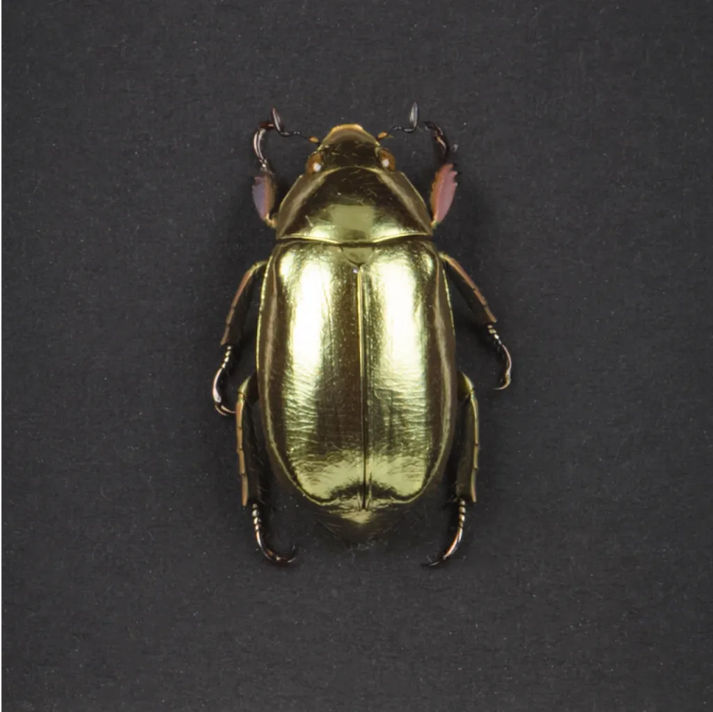 Framed Chrysina Resplendens: The Golden Scarab Beetle - preview photo 2123