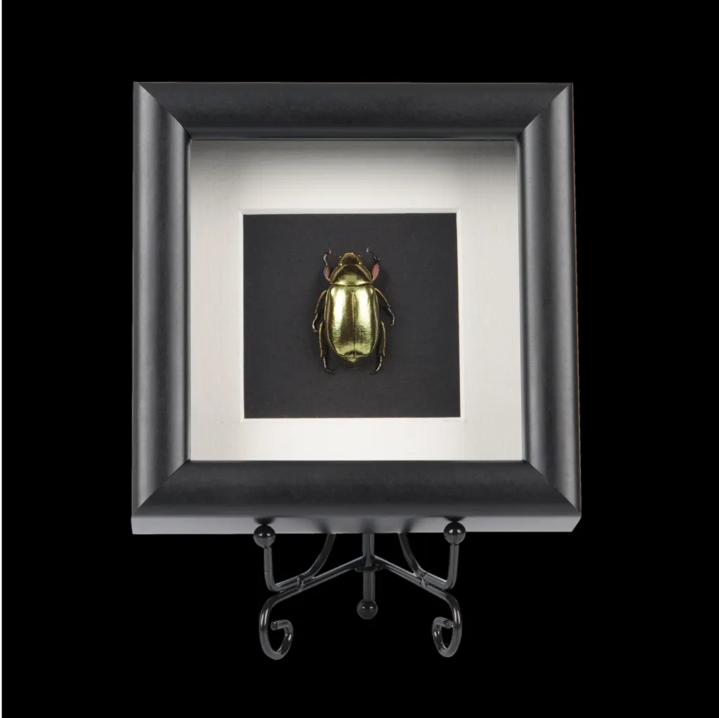 Framed Chrysina Resplendens: The Golden Scarab Beetle - preview photo 3123