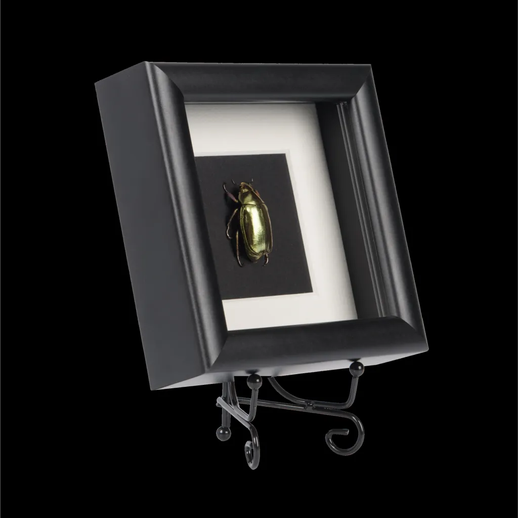 Framed Chrysina Resplendens: The Golden Scarab Beetle - preview photo 4123
